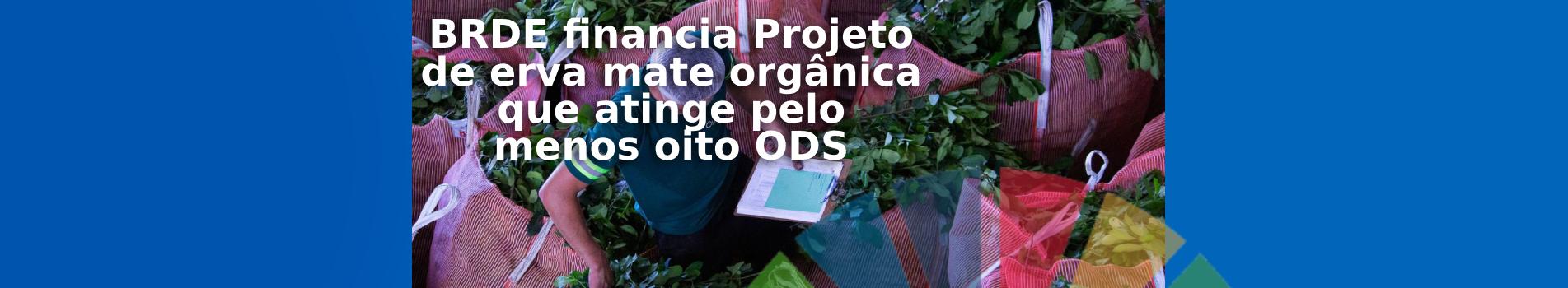 Projeto de erva mate orgânica financiado pelo BRDE
