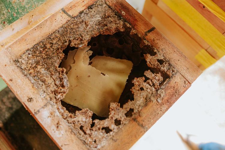 O produtor Erich de Barros Lange com caixas de abelhas.